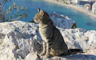 Hulp bij aanvraag kostenovername verzekering